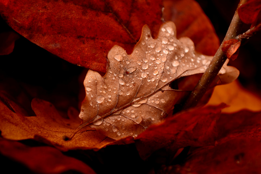 Die Letzten Herbstfarben