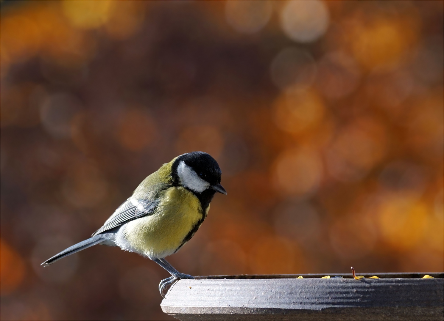 Die letzten Herbstflaires...