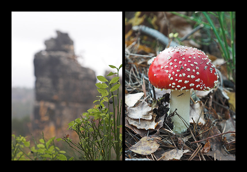 ... die letzten Herbstimpressionen ...