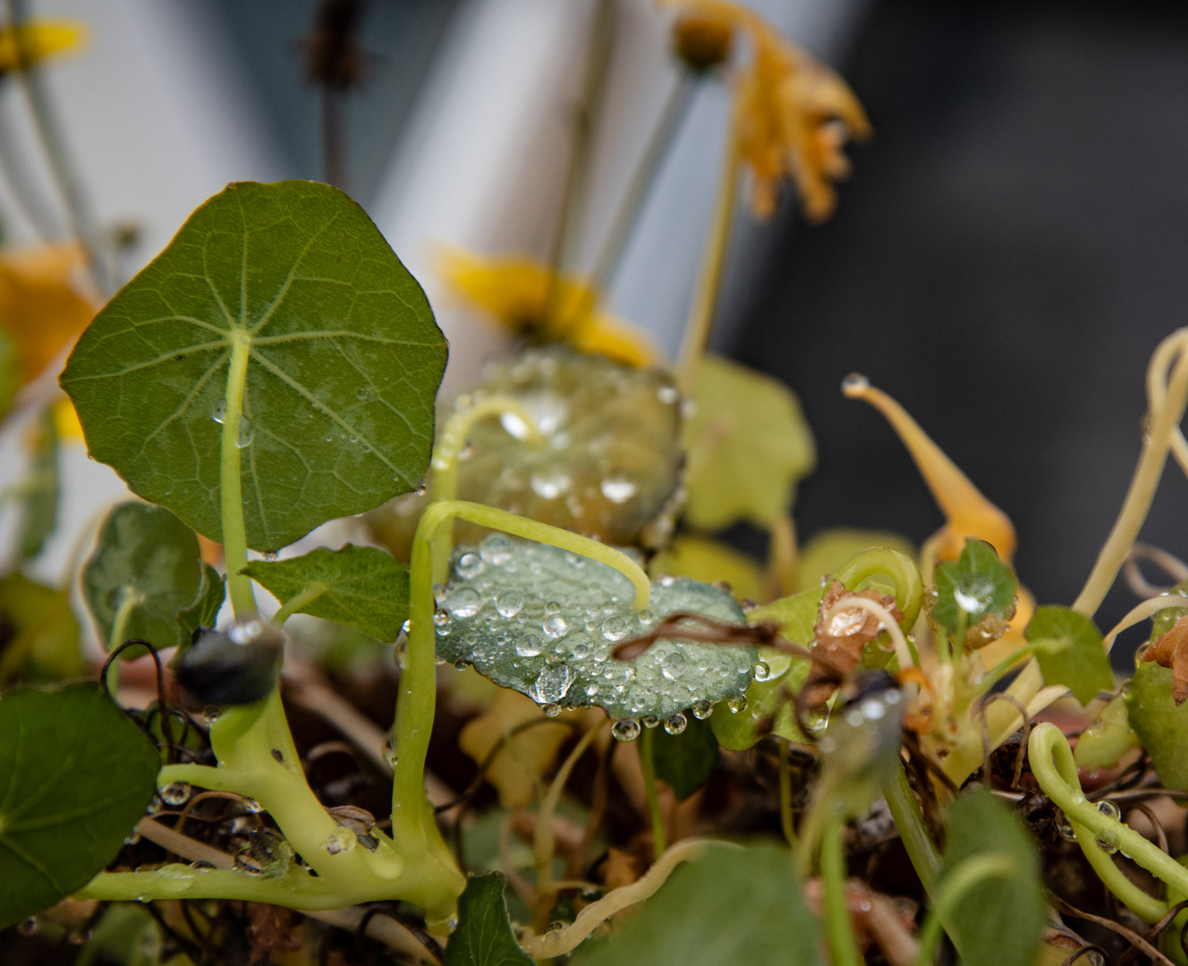 Die letzten Herbsttage