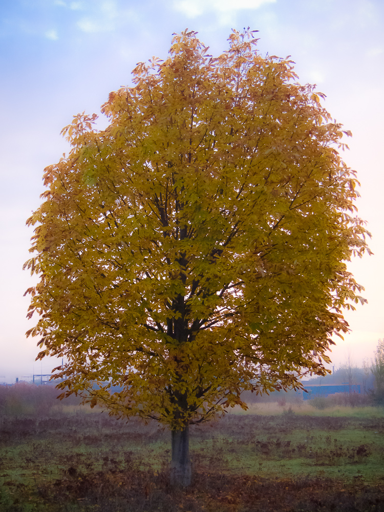 Die letzten Herbsttage...