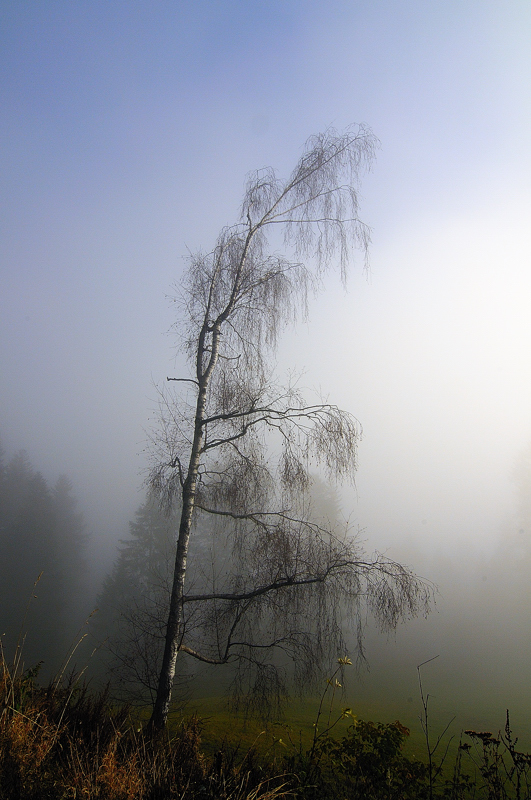 Die letzten Herbsttage.