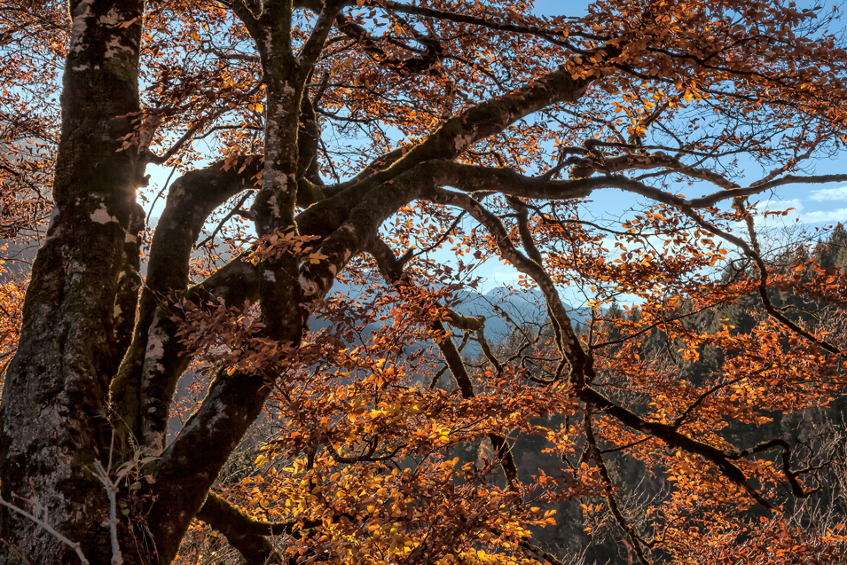 Die letzten Herbsttage