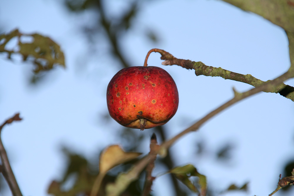 Die letzten Herbsttage