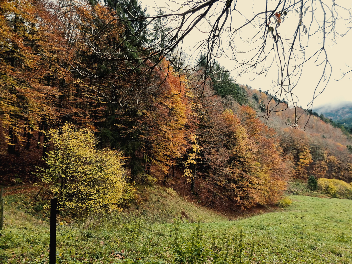 Die letzten Herbsttage im Wald