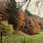 Die letzten Herbsttage im Wald