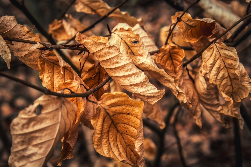 Die letzten Herbstzeugen