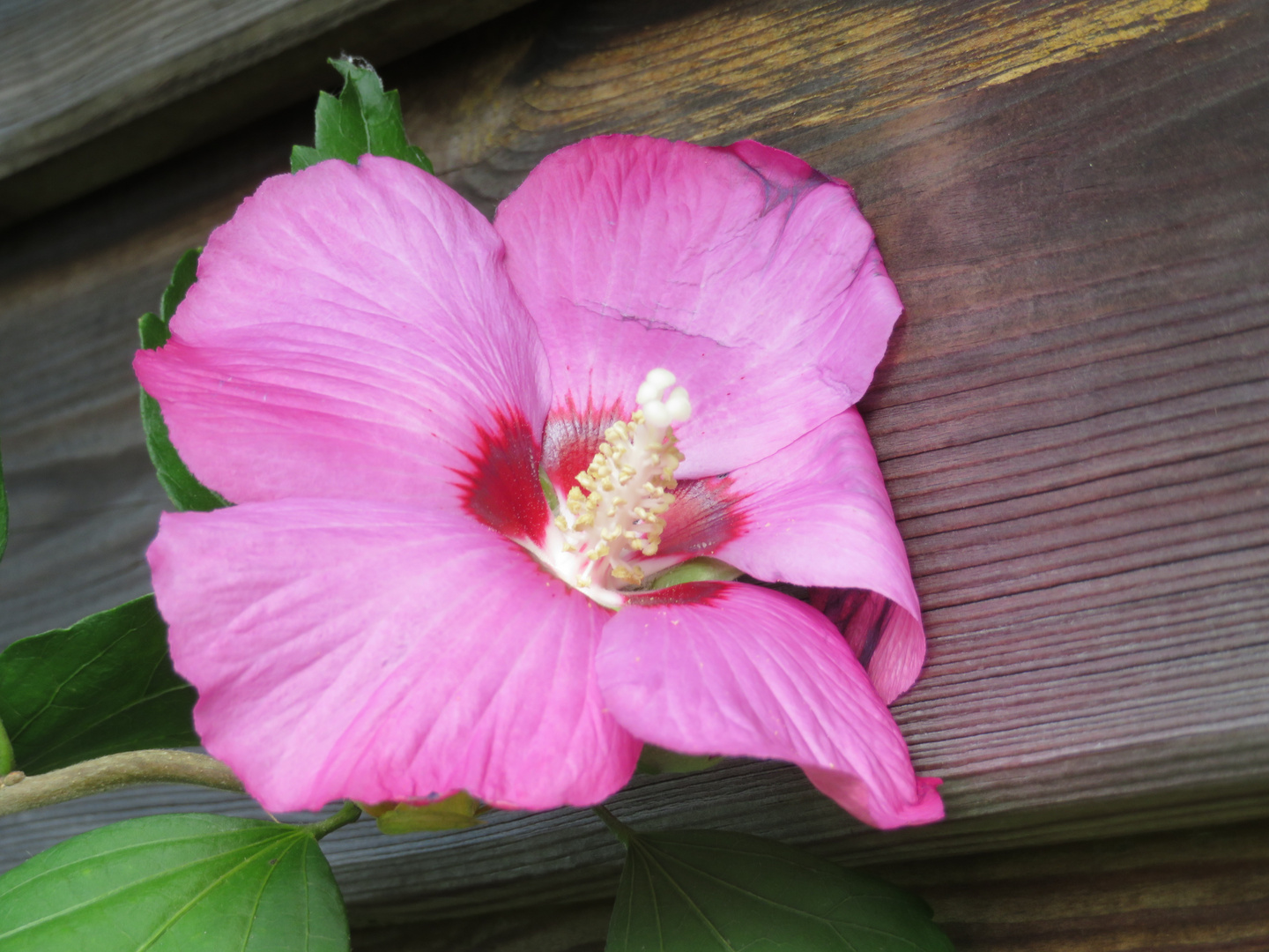 Die letzten Hibiskusblüte