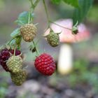 Die letzten Himbeeren