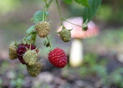 Die letzten Himbeeren