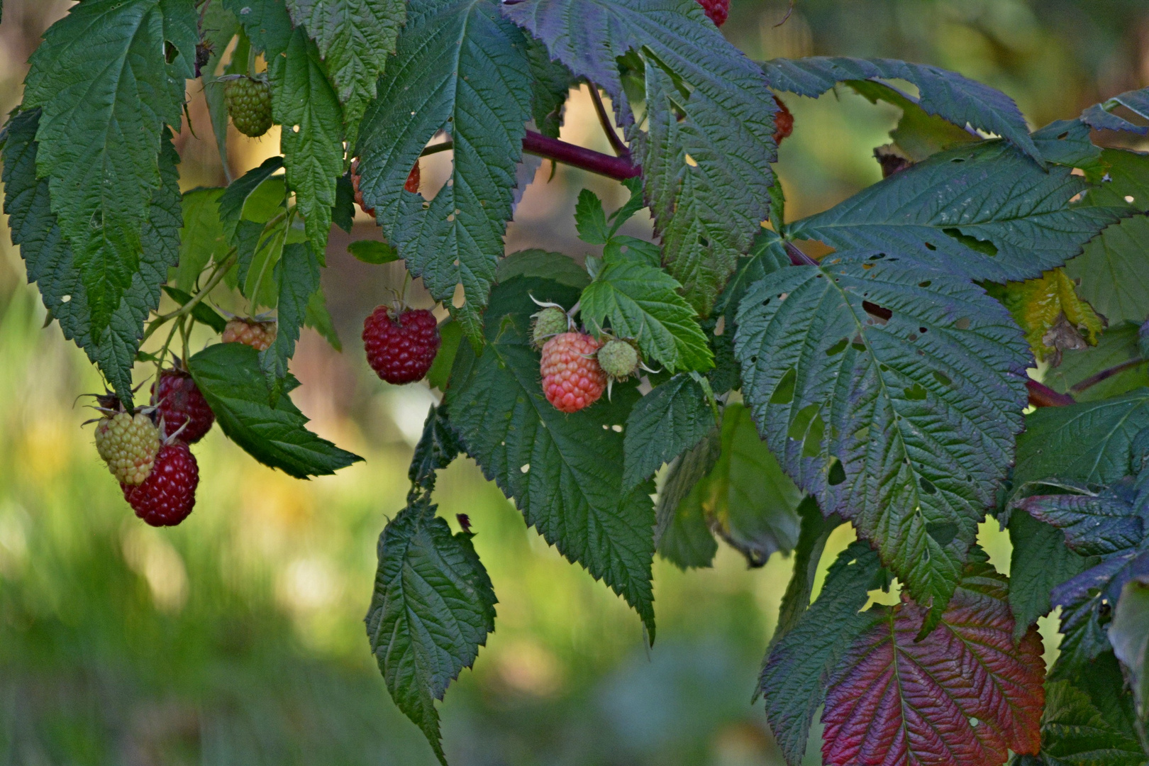 Die letzten Himbeeren