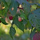 Die letzten Himbeeren