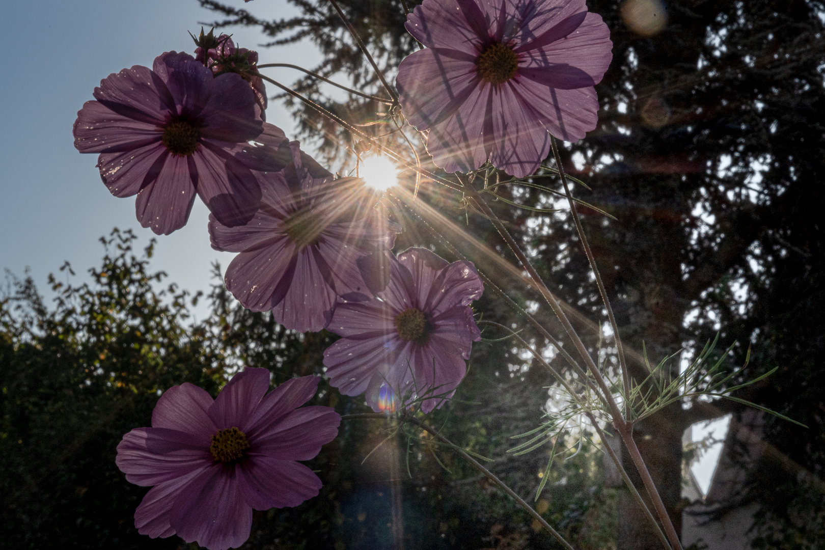 Die letzten ihrer Art in meinem Garten, bevor der Winter kommt