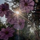 Die letzten ihrer Art in meinem Garten, bevor der Winter kommt