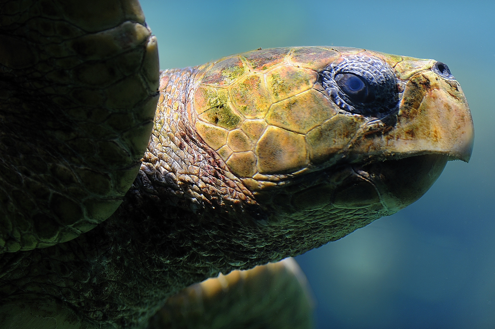 Die letzten Ihrer Art "Wasserschildkröte"