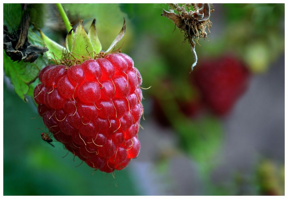 die letzten im Garten