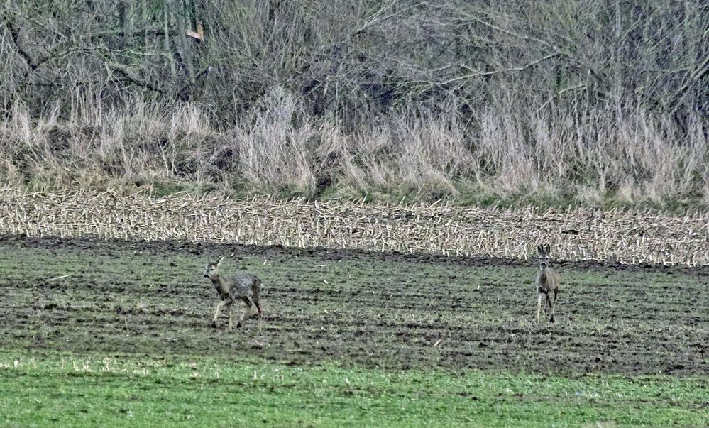 Die letzten im Polder.