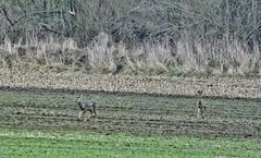 Die letzten im Polder.