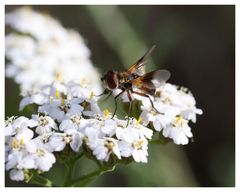 Die letzten Insekten des Sommers 1