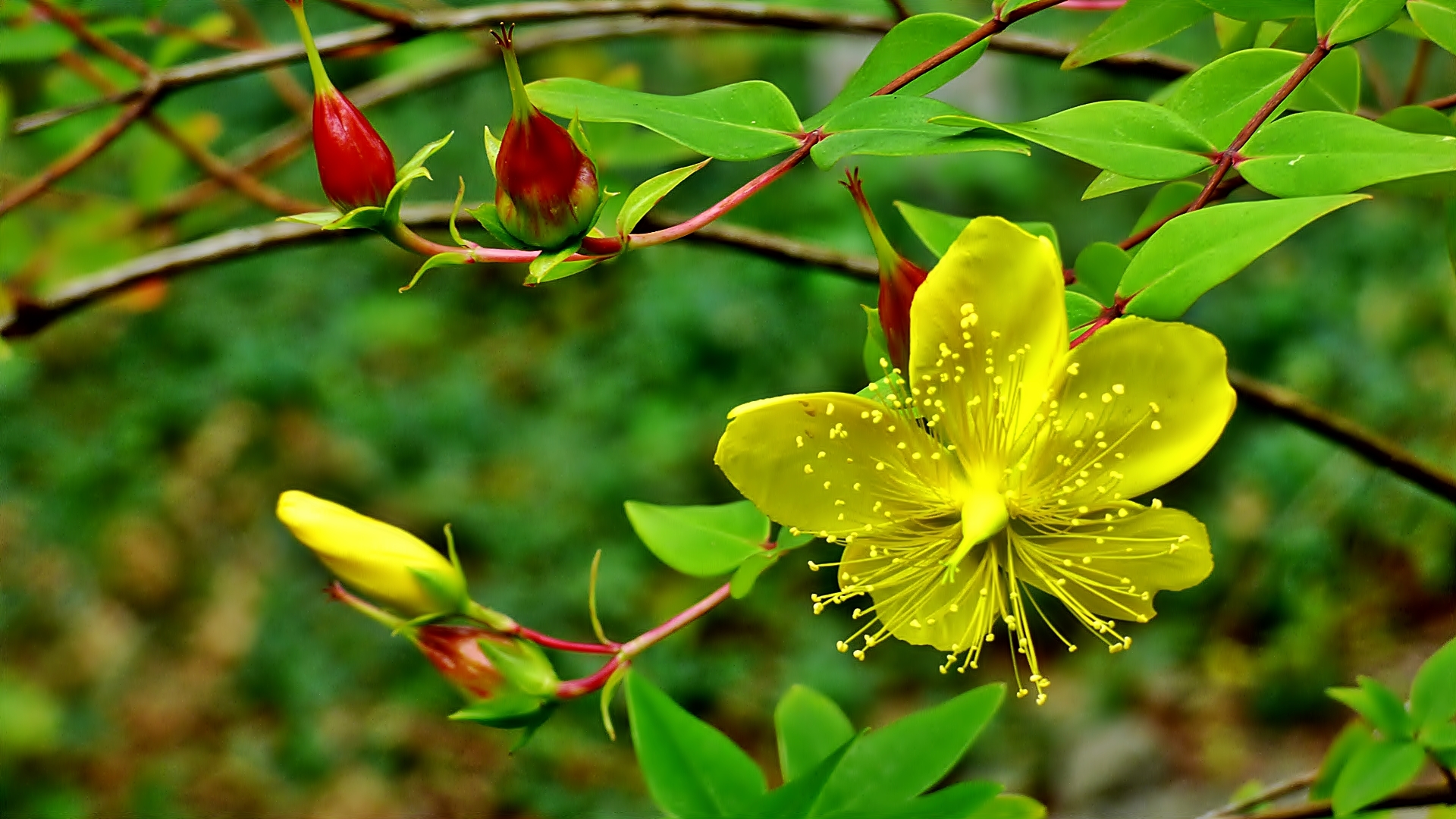 Die letzten Johanniskraut-Blüten.