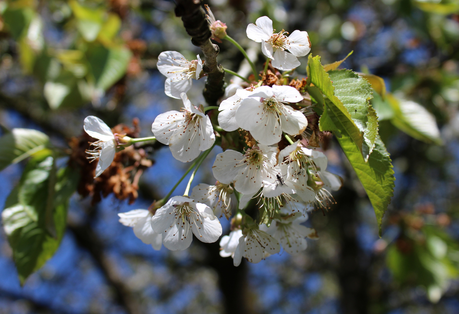 die letzten Kirschblüten am Baum ....