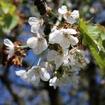 die letzten Kirschblüten am Baum ....