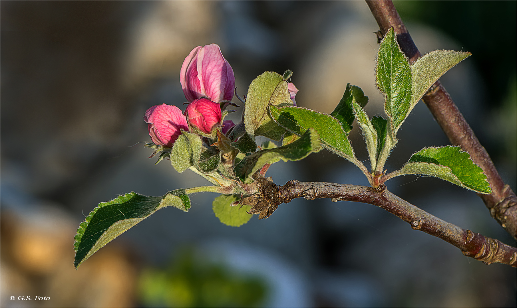 Die letzten Knospen........