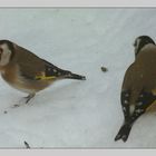 Die letzten Körnchen überm Schnee