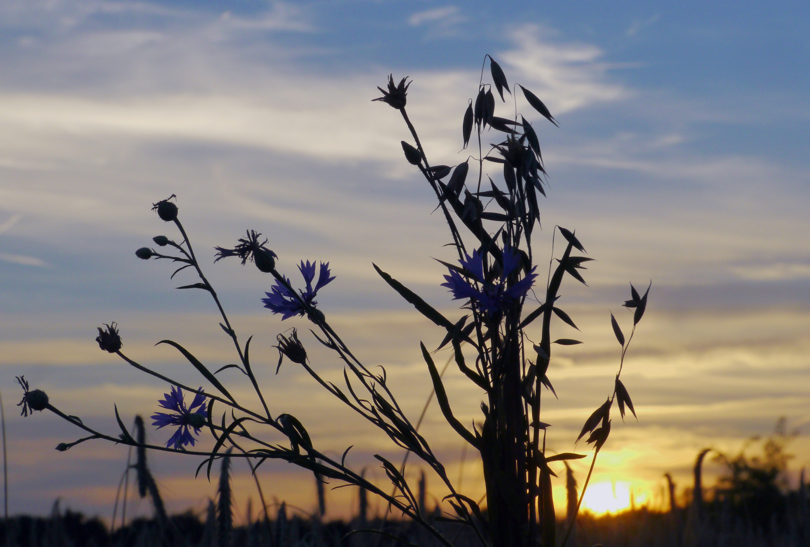 Die letzten Kornblumen ...