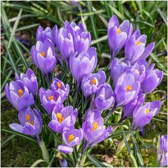die letzten Krokusse