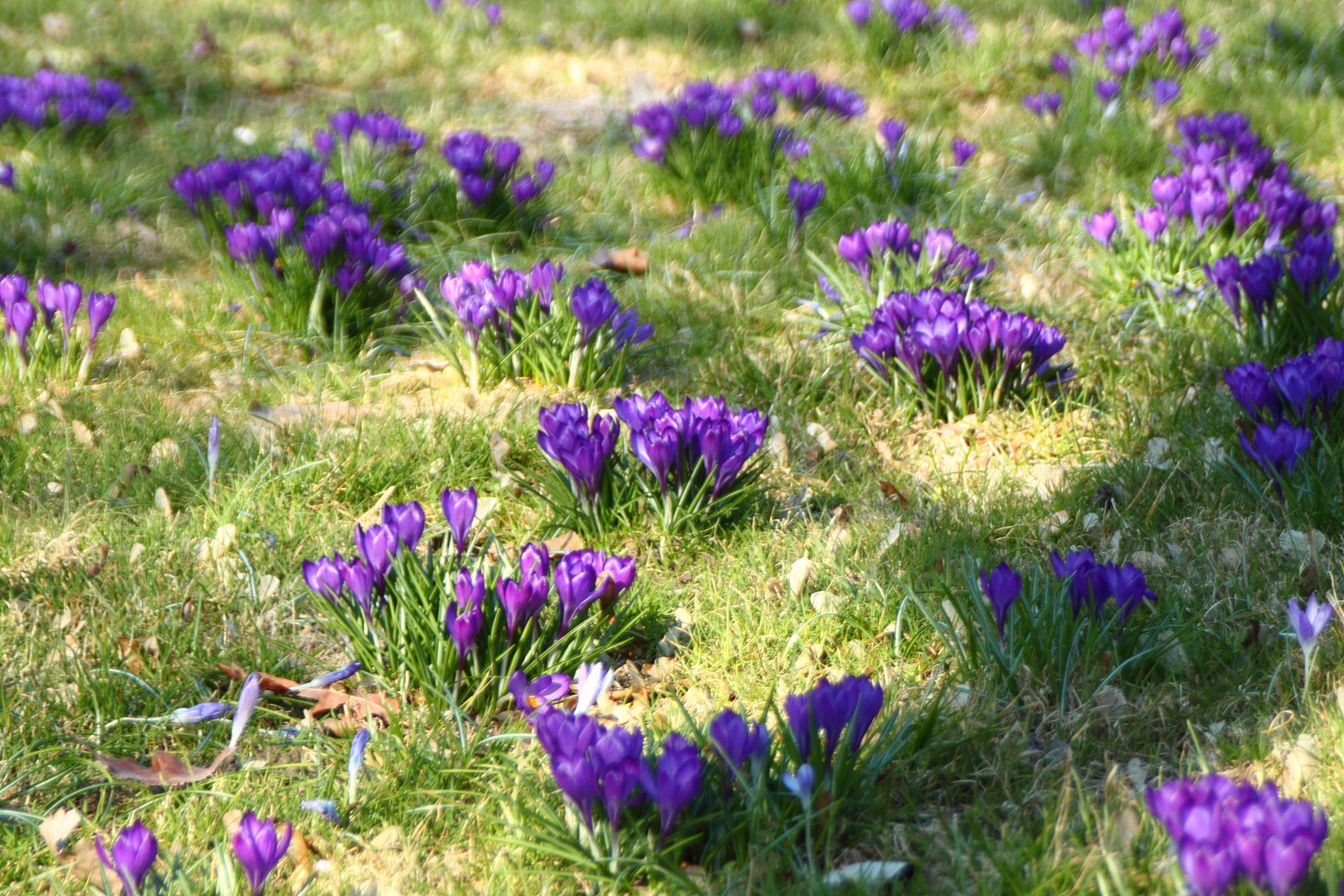 Die letzten Krokusse