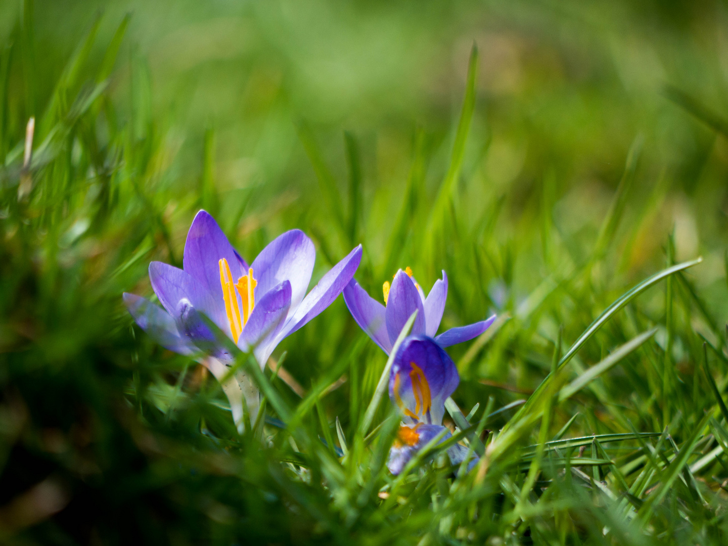 die letzten krokusse,...