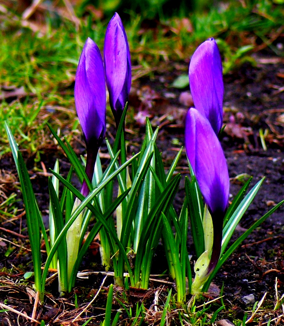 Die letzten Krokusse