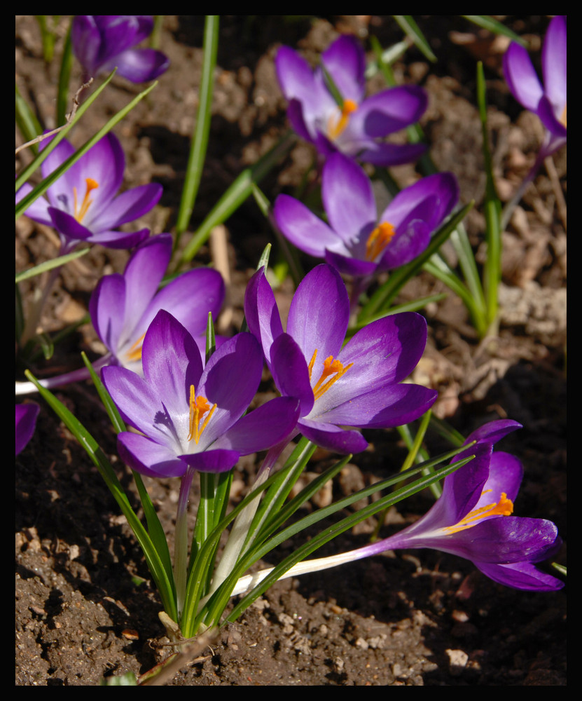 Die letzten Krokusse in voller Blüte