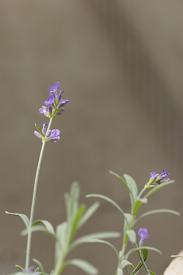 Die letzten kümmerlichen Lavendelblüten (Lavandula)