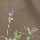 Die letzten kümmerlichen Lavendelblüten (Lavandula)