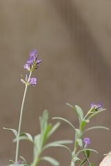 Die letzten kümmerlichen Lavendelblüten (Lavandula)