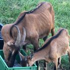 Die letzten Leckerbissen werden geteilt 