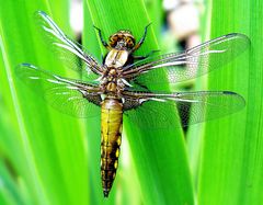 Die letzten Libellen im Herbst 4