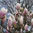 Die letzten Magnolien