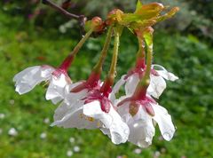 Die letzten Mini-Kirschblüten