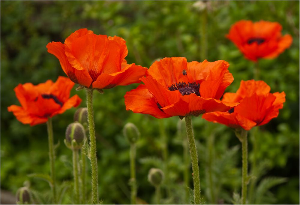 Die letzten Mohnblüten