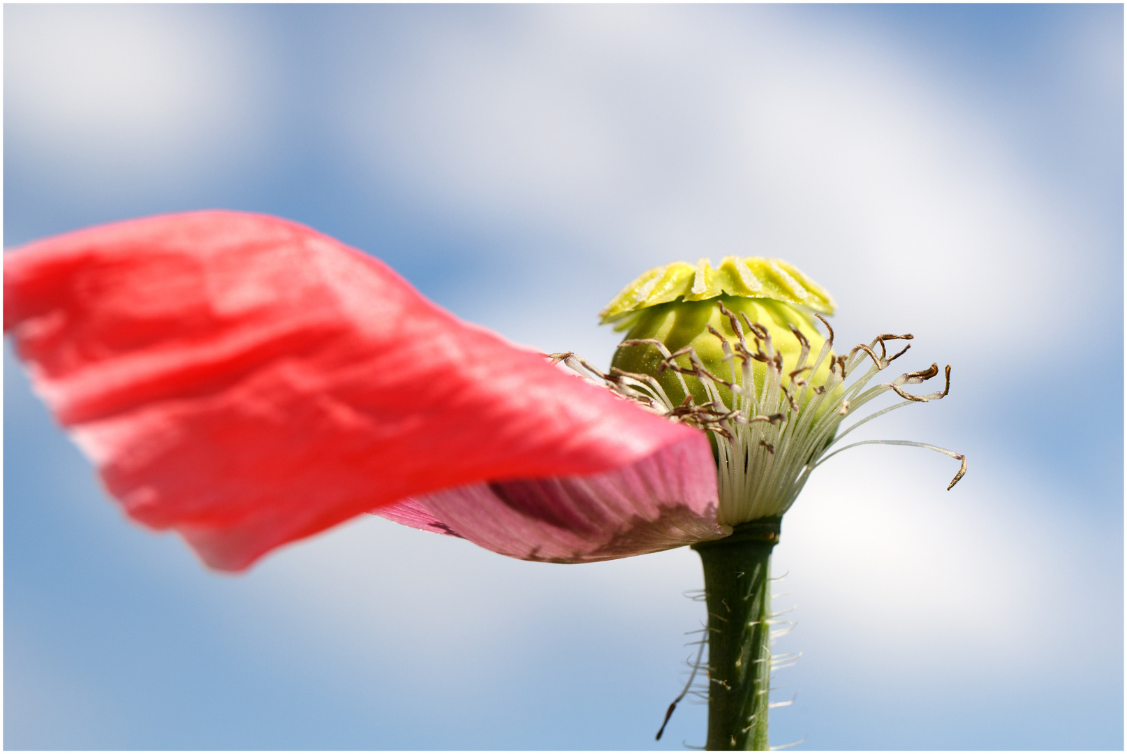 Die letzten Mohnblüten