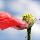 Die letzten Mohnblüten