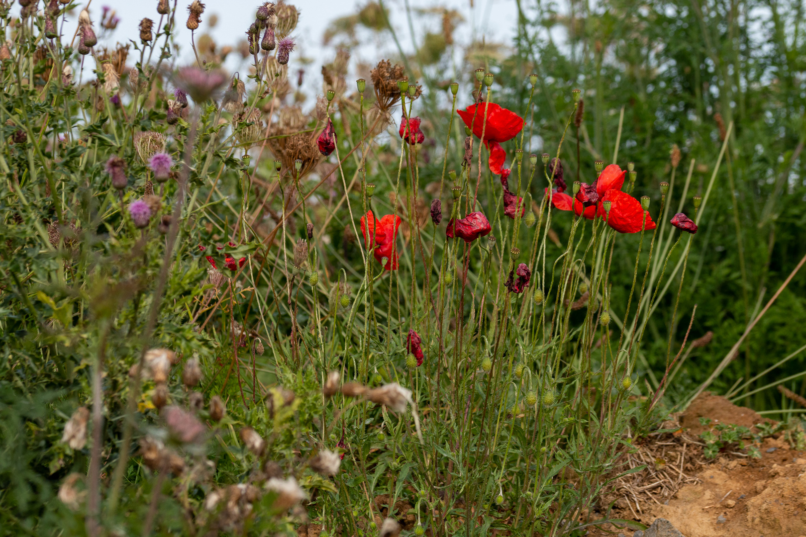 Die letzten Mohnblüten