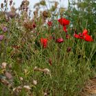 Die letzten Mohnblüten