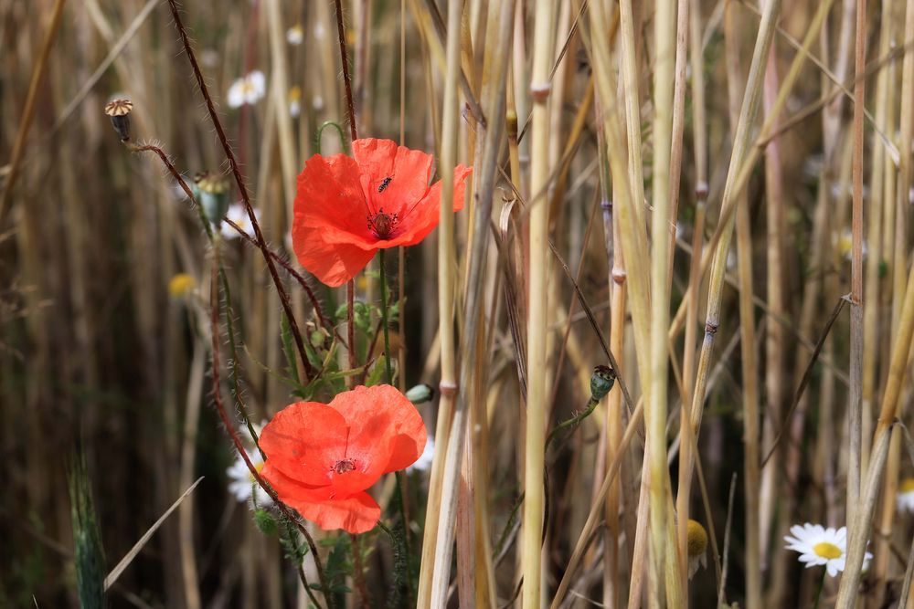 Die letzten Mohnblüten