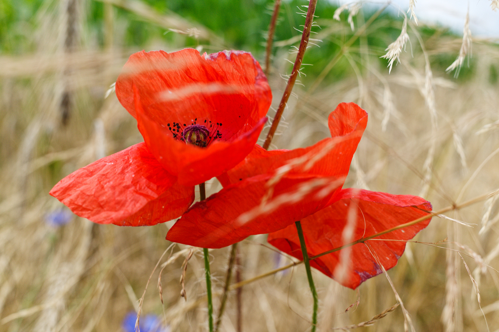 Die letzten Mohnblüten