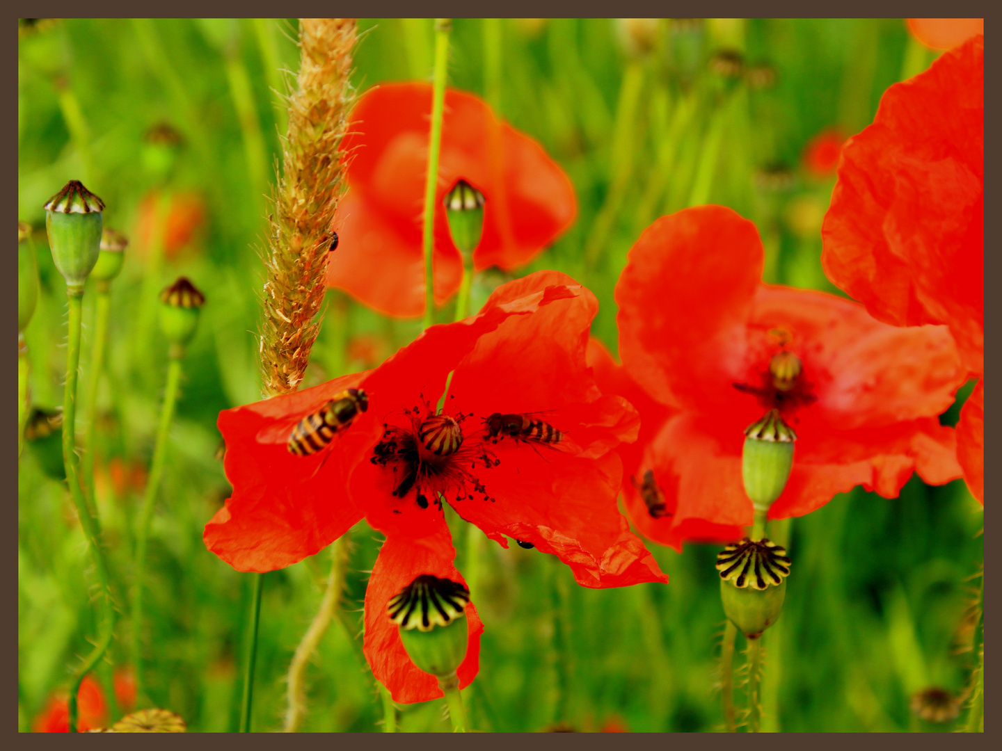 -Die letzten Mohnblüten sind sehr begehrt-