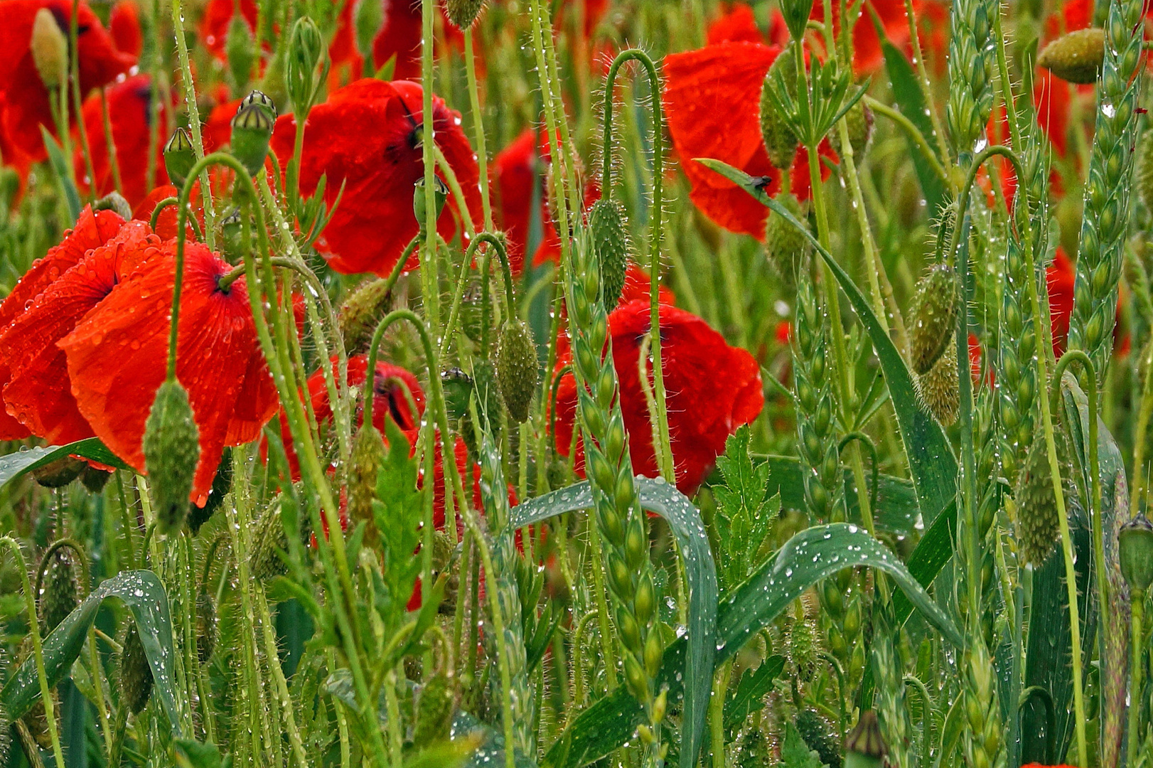 Die letzten Mohnblumen